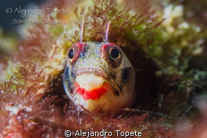 Blenny in home, Acapulco Mexico by Alejandro Topete 